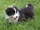 border collie pup