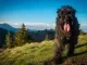 Bouvier