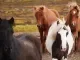 IJslandse bloedpaarden