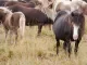 bloedboerderij op IJsland