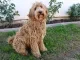labradoodle