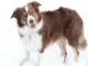 bordercollie Nalani