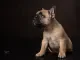 Franse bulldogpup met snuitje