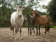 paarden in paddock paradise
