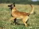 Belgische herdershond / Mechelse herder