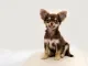 furry chihuahua