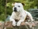 Staffordshire bullterrier