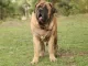 mastiff