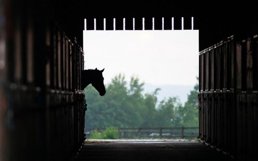 Eenzaam paard in de stal