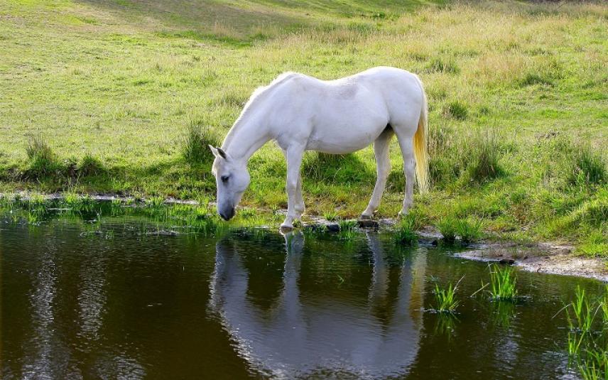 Paard bij water