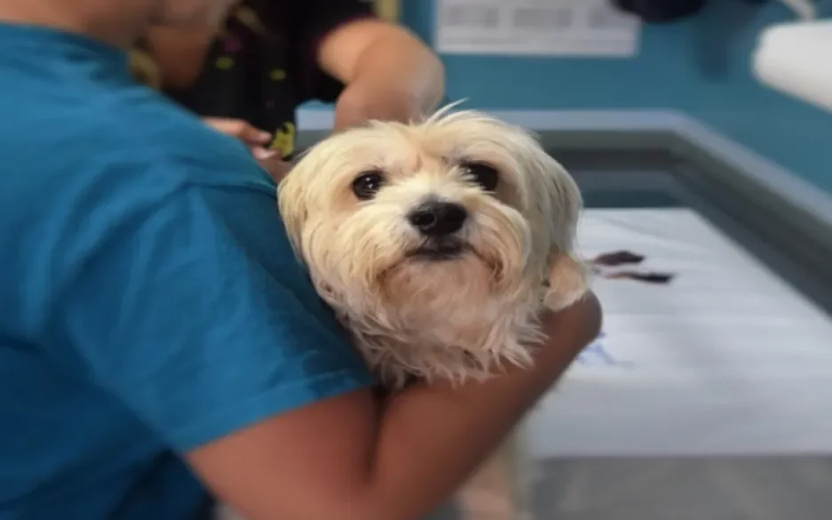 Hond bij de dierenarts