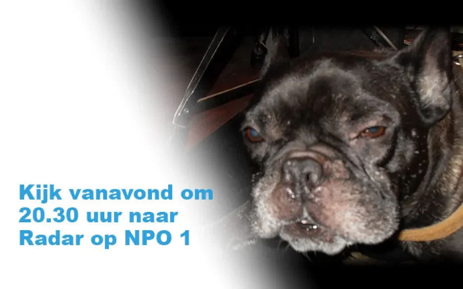 Banner Franse Bulldog NOS