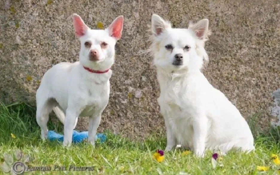 Bengy en Lady