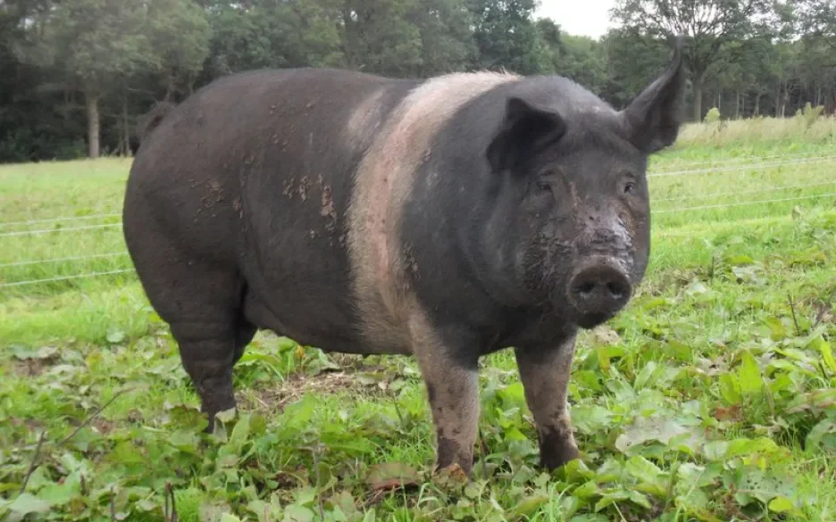Biologisch varken