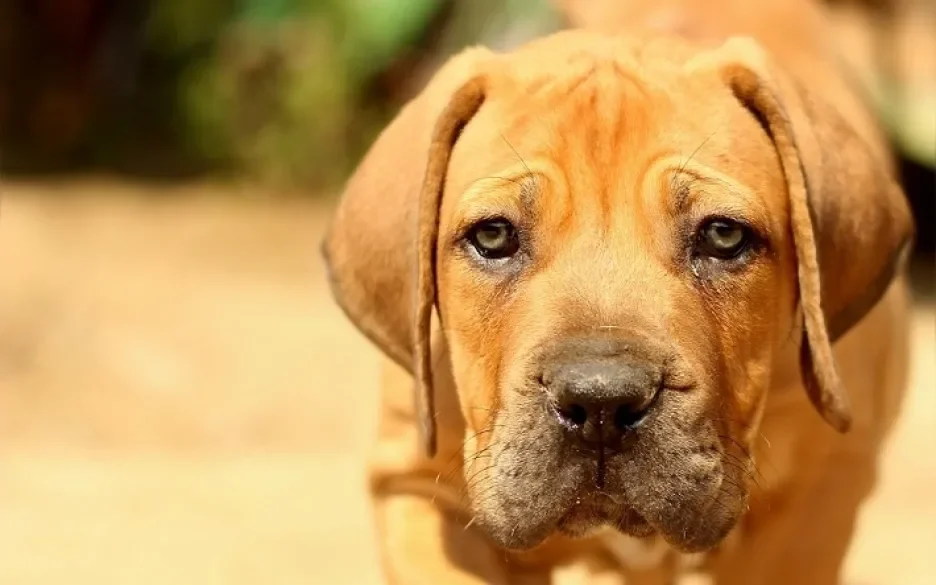 Boerboel