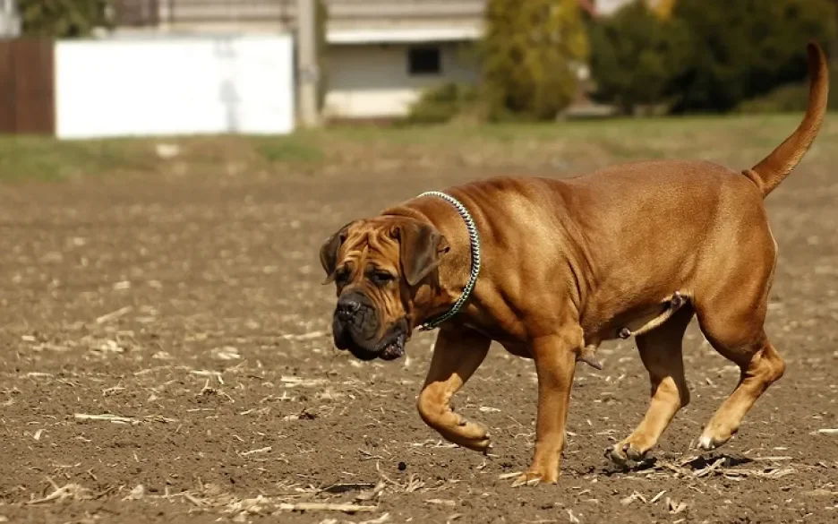 Boerboel