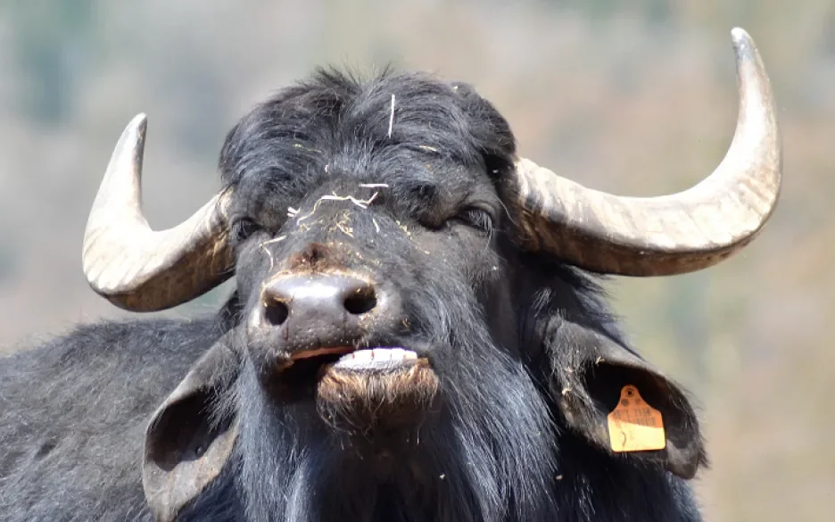 Buffel