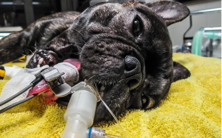 Bulldog met endotracheale tube