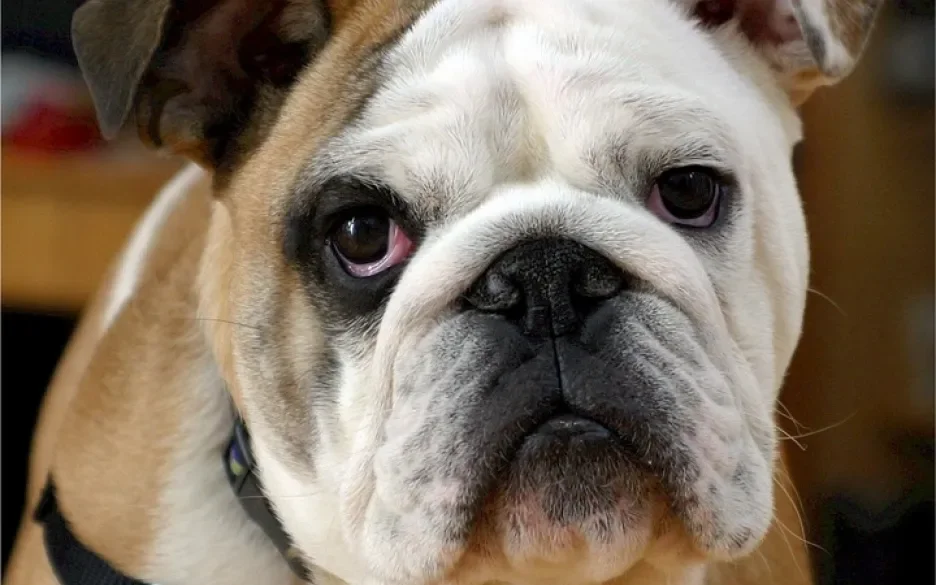Bulldog