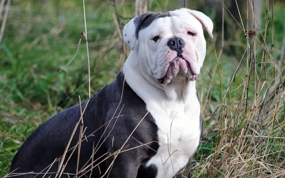 Engelse bulldog