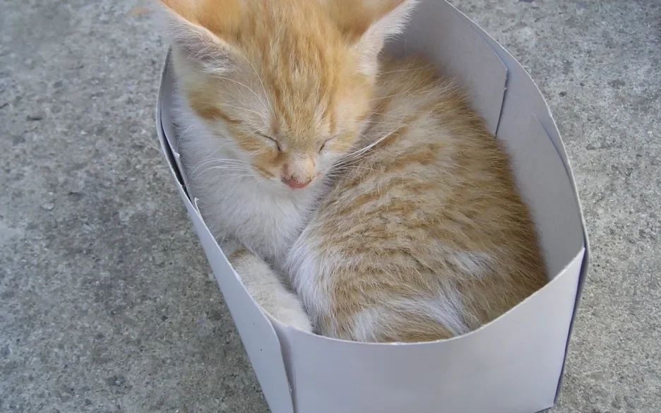 Kat in een doos