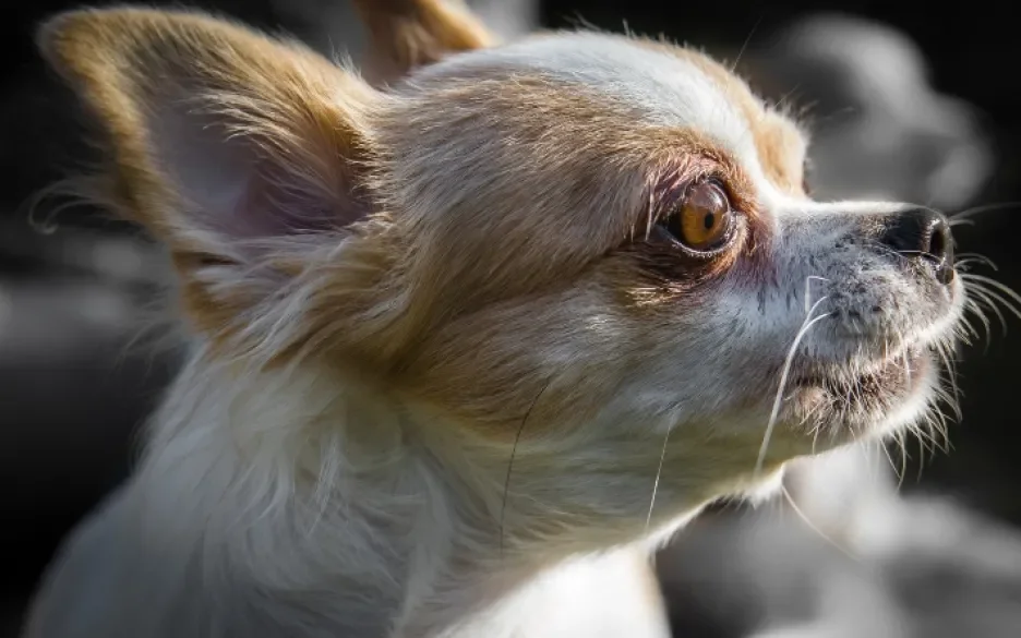 Chihuahua