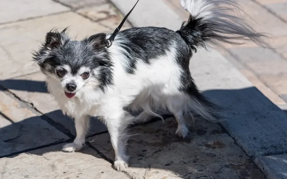 Chihuahua
