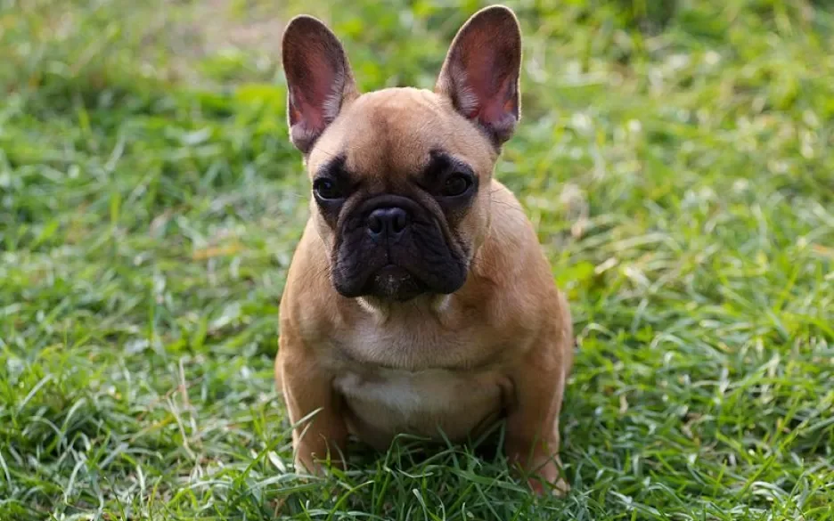 Franse Bulldog puppy