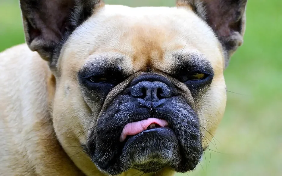 Franse Bulldog