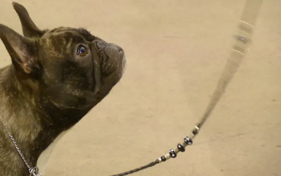 Franse Bulldog