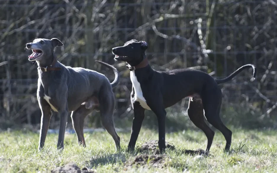 Galgos