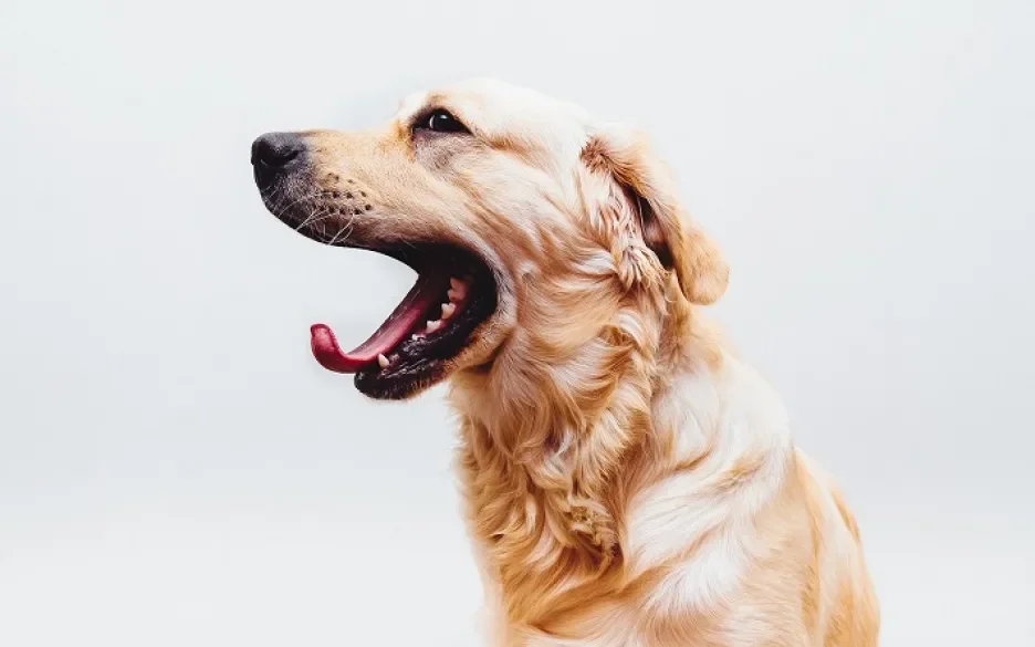 Golden retriever