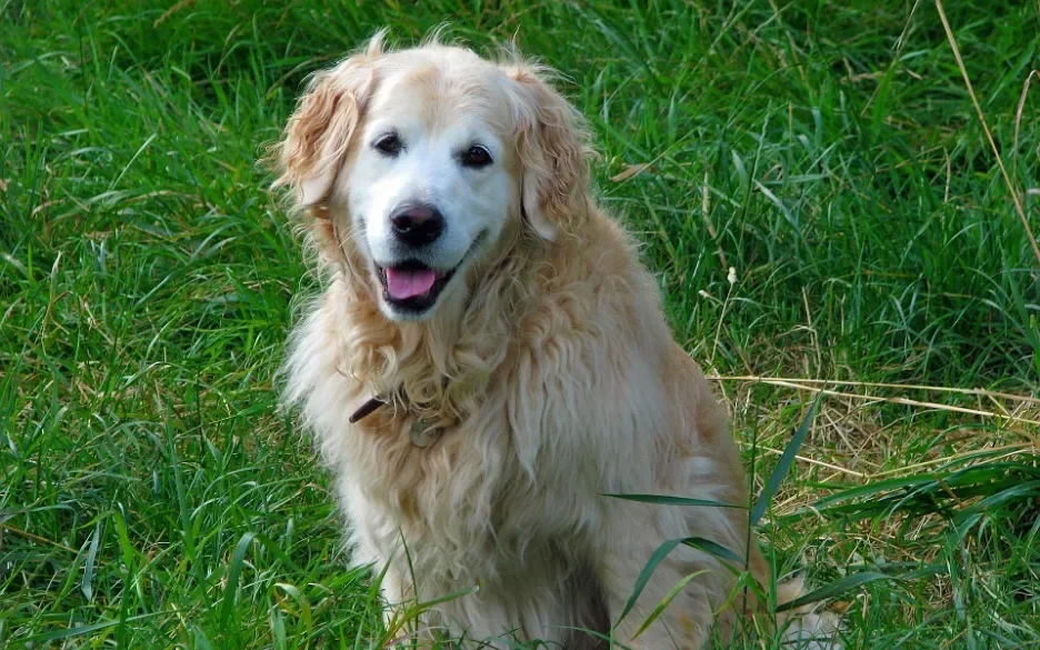 Golden Retriever