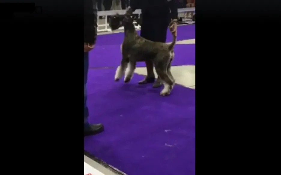 Hond bij hondenshow