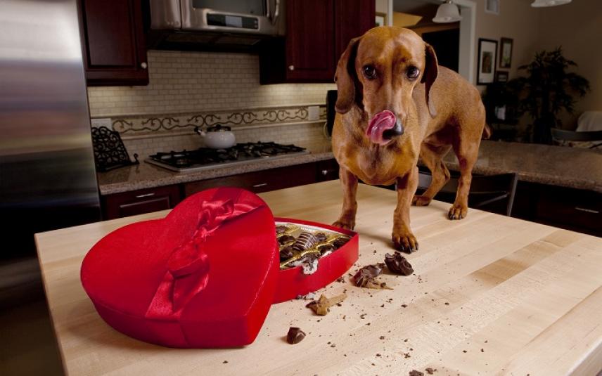 Hond eet chocolaatjes