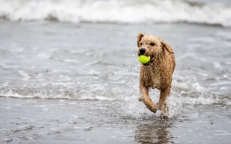 Hond in het water