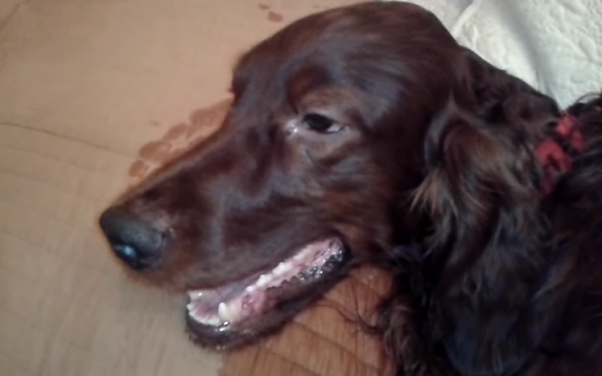 Hond met epilepsie