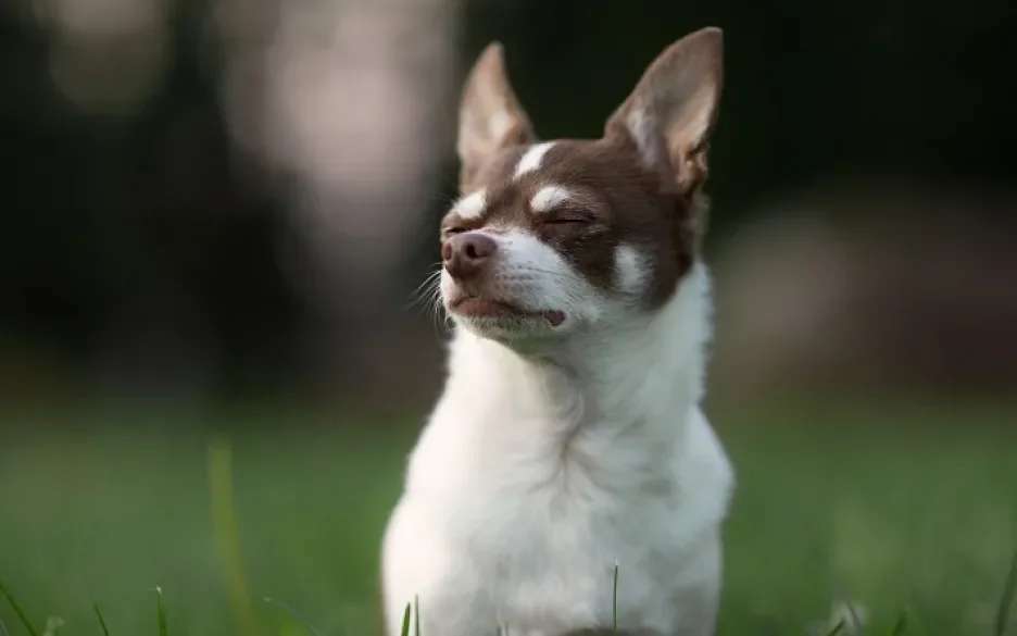 Hond met hoofdpijn