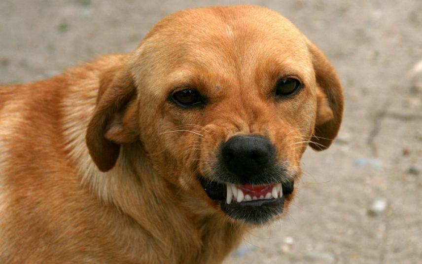 Hond met ontblote tanden