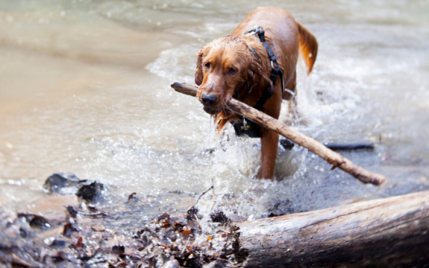 Hond met stok in het water