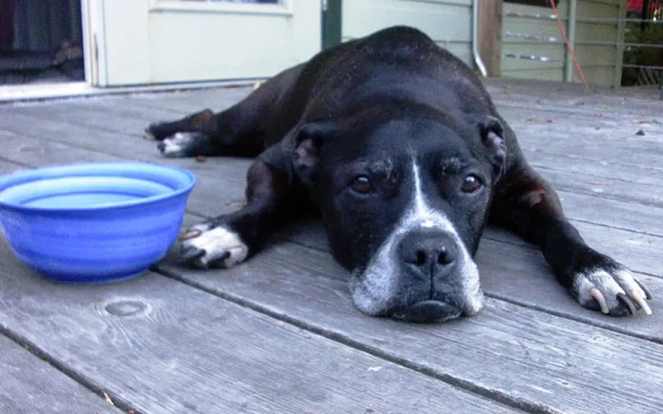 Hond op warme zomerdag