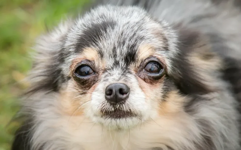 Hond