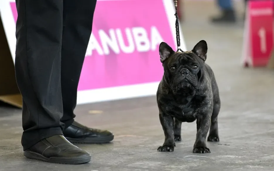 Hondenshow Amsterdam