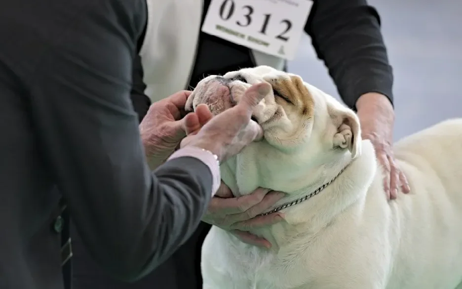 Hondenshow Amsterdam
