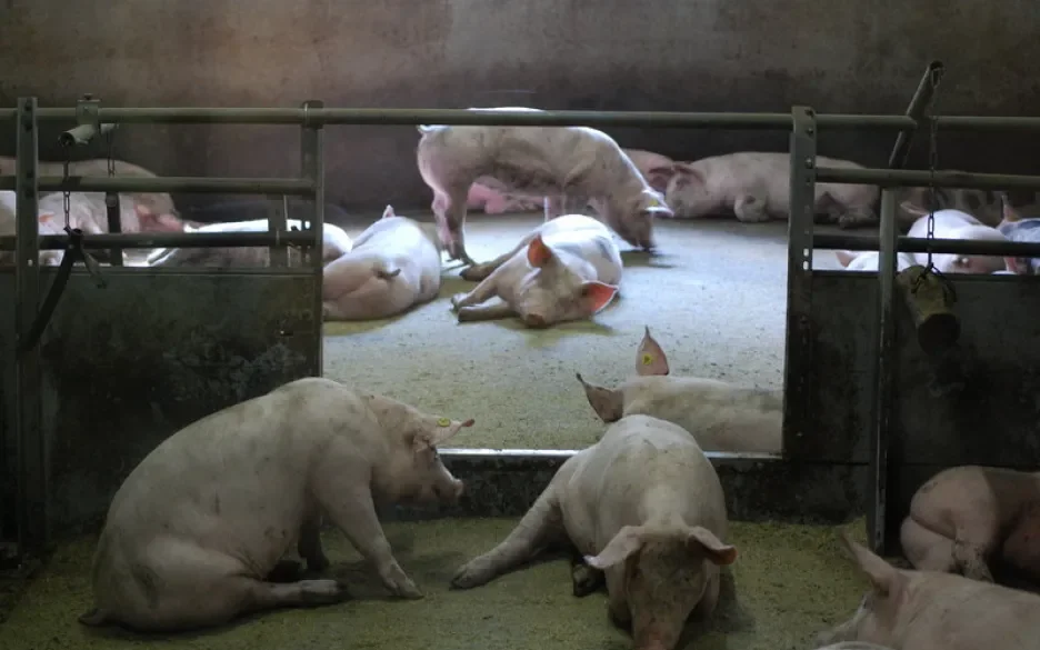 Iets beter leven voor varkens bij Jumbo