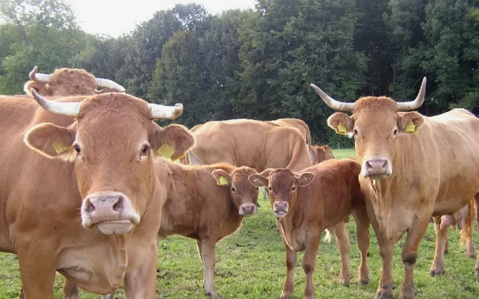 Innoverende boeren