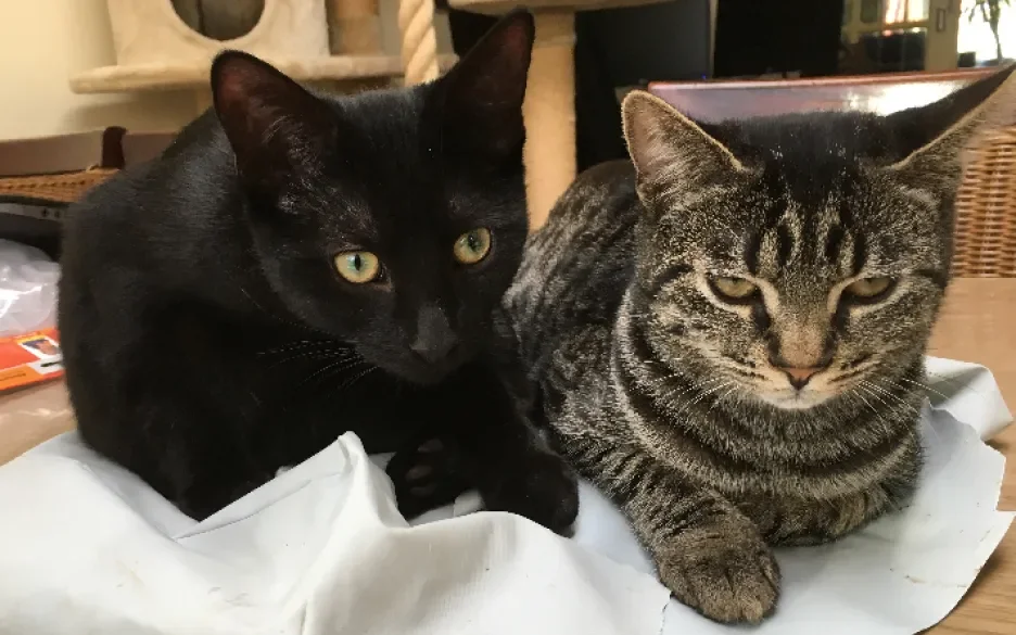 Katten Kareltje en Dora
