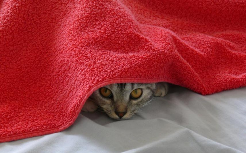Kat onder een handdoek