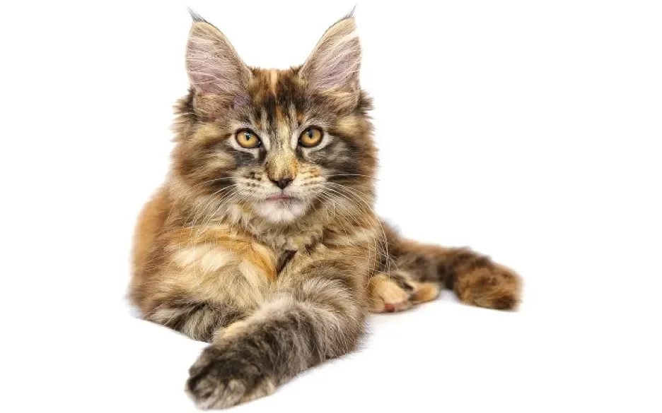 Kat