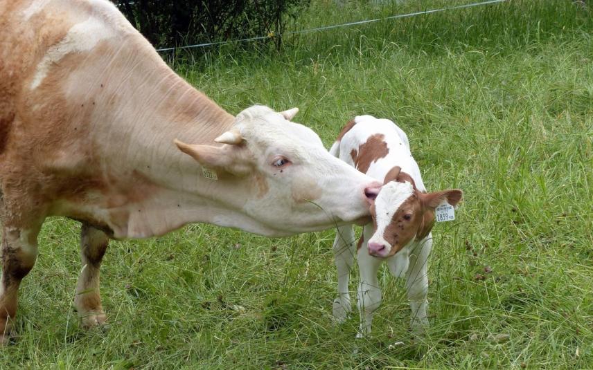 kans etiquette Mislukking Onderzoek naar 'kalf bij de koe' | Dier&Recht